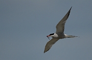 Common tern